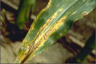 anthracnose.png