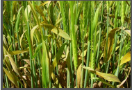 Yellow Rust