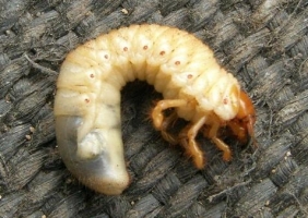 Cockhafer Grubs