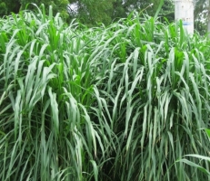 hybrid napier bajra grass.jpg