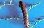 cut worm.png