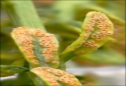 rust-pea.png