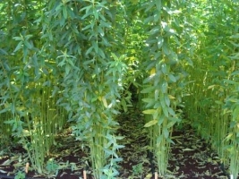 SUNHEMP.jpeg