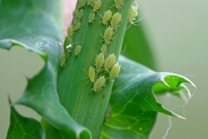 Aphid and Thrips