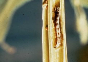 Stem Borer