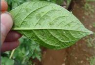 aphid.png