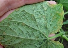 Downy Mildew