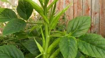 Growing-Cluster-Beans.-600x330.jpg