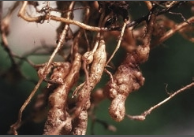 root knot nematode.png