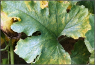 downy mildew.png