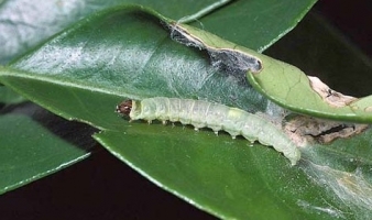 Leaf Roller Caterpillar