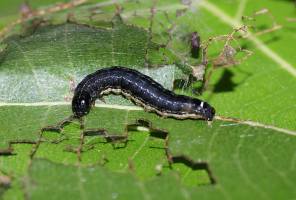 Teak defoliator