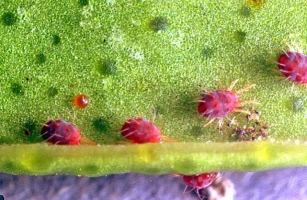 Mite