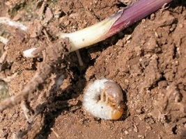 White Grub