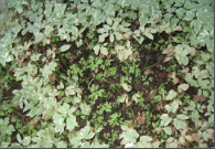 fusarium wilt.png