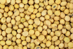 Soybean_AdobeStock_109346220_E.jpg