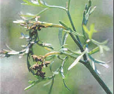 alternaria blight.png