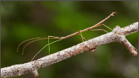 stick bug.png