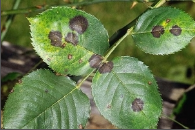 leaf spot.png