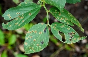 2597idea99lucerne_rust.jpg