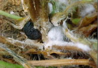 sclerotiana.png