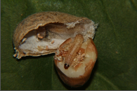 pod borer.png