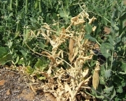 wilt pea.jpg