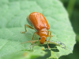 Pumpkin Beetles