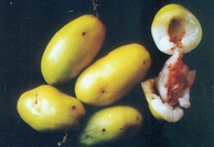 फल की मक्खी