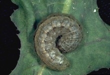 Cutworm