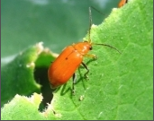 beetles.png
