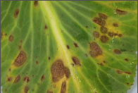 leaf spot and blight.png
