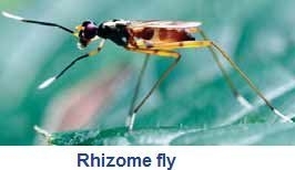Rhizome fly