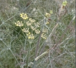 powdery mildew.png