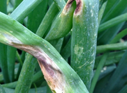 Purple blotch and stemphylium blight