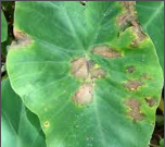 leaf blight.png