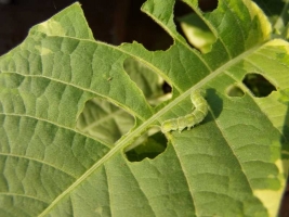 Leaf Eating Caterpillar