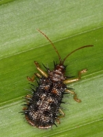 rice-hispa rice.jpg