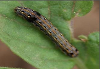 Tobacco Caterpillar