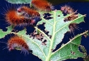 Hairy Caterpillar