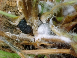 Sclerotinia sclerotiorum