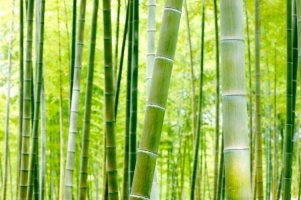 BAMBOO.jpg