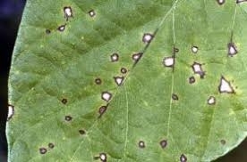 Cercospora लीफ स्पॉट