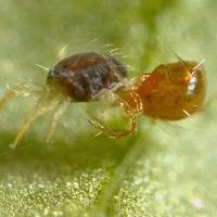 Mite