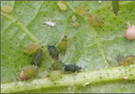 aphids and thrips.png