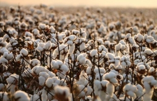 cotton.jpg