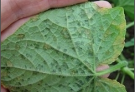 downy mildew.png