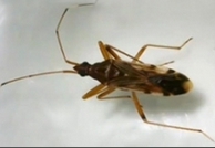 ear head bug.png