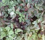 blight and downy mildew.png