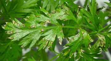 Leaf Spot